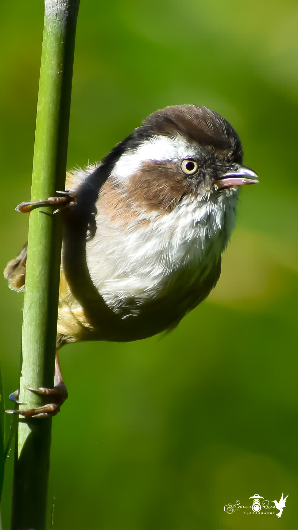 White Browed Fulvetta